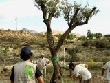 Plantacion de olivo