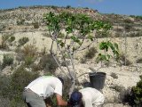 Plantando higuera