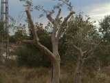 Olivos plantados
