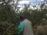 Poda de olivos plantados II